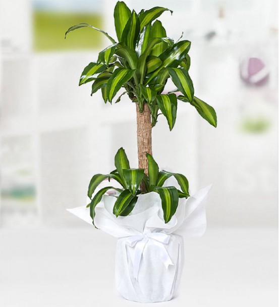 Dracena Massengena Çiçeği 2li