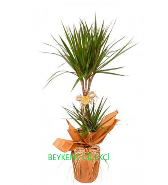 Dracaena Marginata