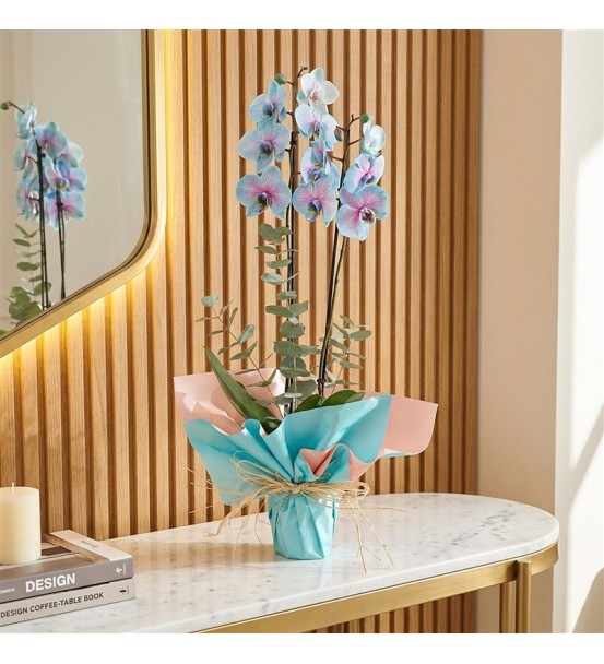 Blue Pink Orkide