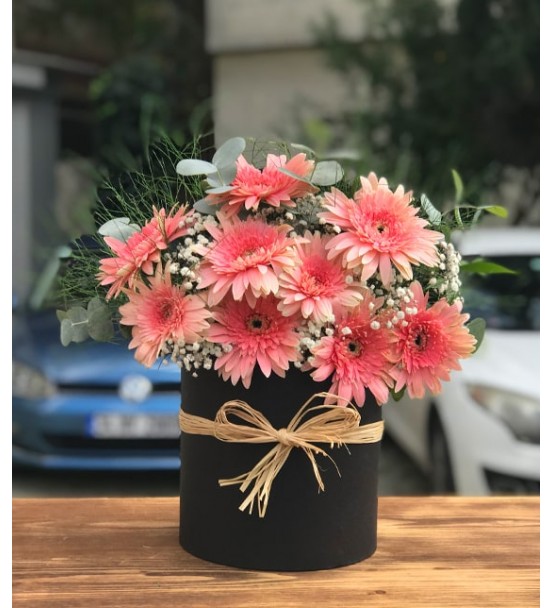 Kutuda Gerbera