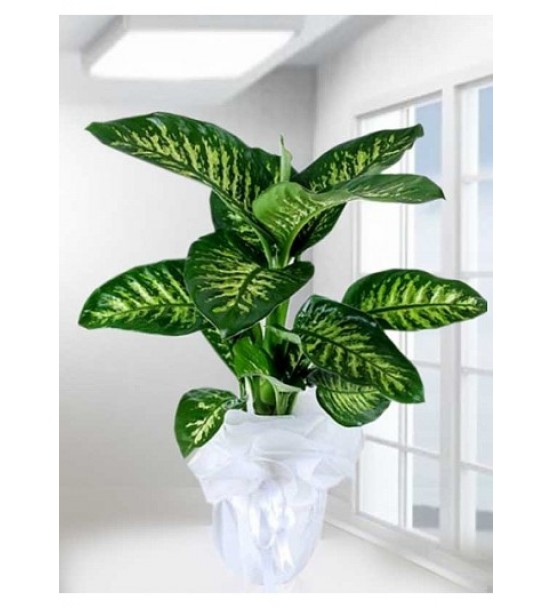 Tropic Difenbahya Çiçegi