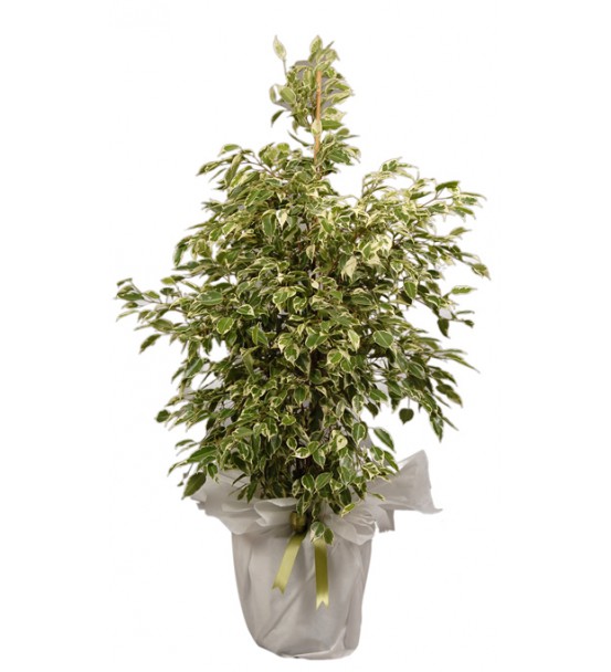 Ficus Benjamin