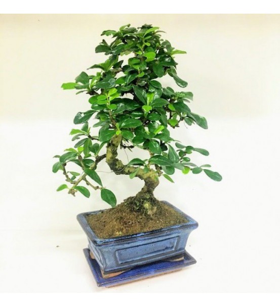 Bonsai 