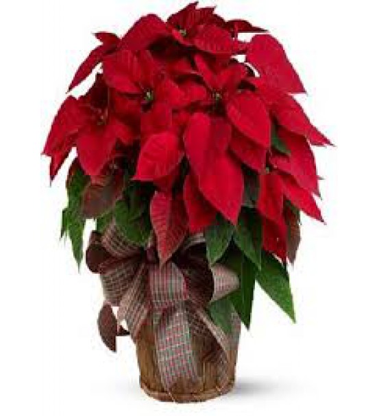 Poinsettia(ATATÜRK) Çiçegi